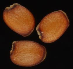 Cardamine flexuosa. Seeds.
 Image: P.B. Heenan © Landcare Research 2019 CC BY 3.0 NZ